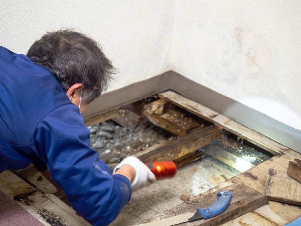 Best Black Mold Remediation in Frankston, TX