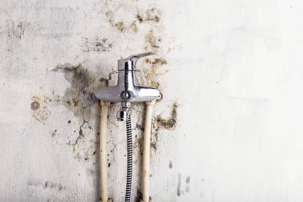 Best Bathroom Mold Remediation in Frankston, TX