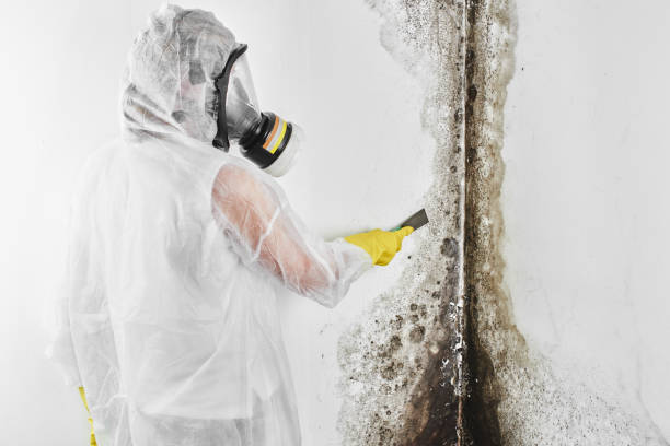 Best Mold Testing and Inspection Services in Frankston, TX