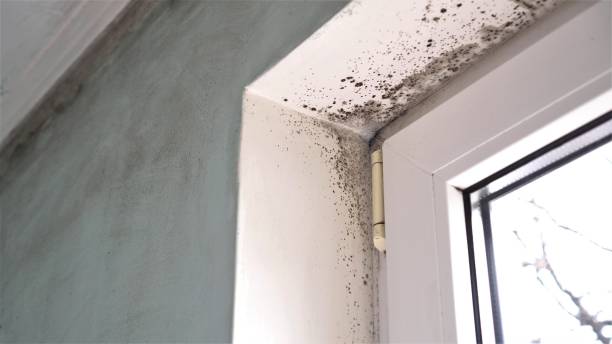Best Kitchen Mold Remediation in Frankston, TX