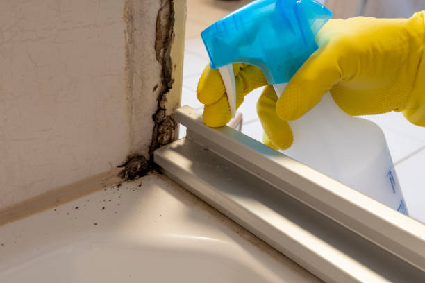 Frankston, TX Mold Remediation Company