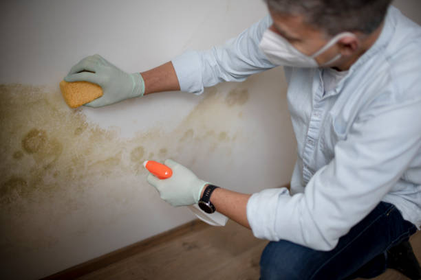 Best Residential Mold Remediation in Frankston, TX