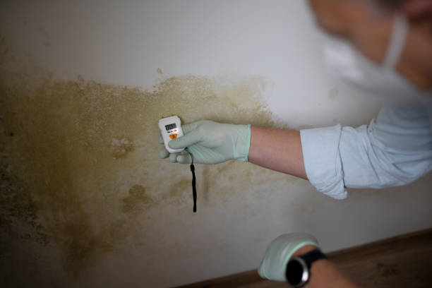 Best Residential Mold Remediation in Frankston, TX