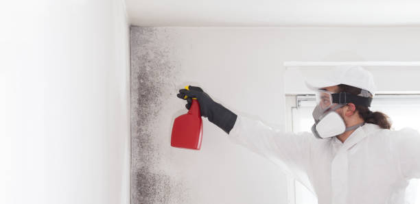 Best Black Mold Remediation in Frankston, TX
