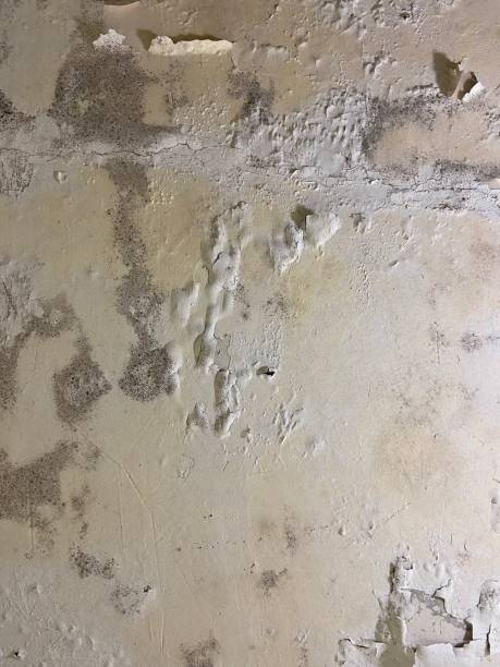  Frankston, TX Mold Removal Pros