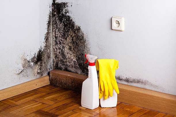 Best HVAC Mold Remediation in Frankston, TX