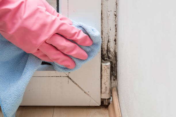 Best HVAC Mold Remediation in Frankston, TX