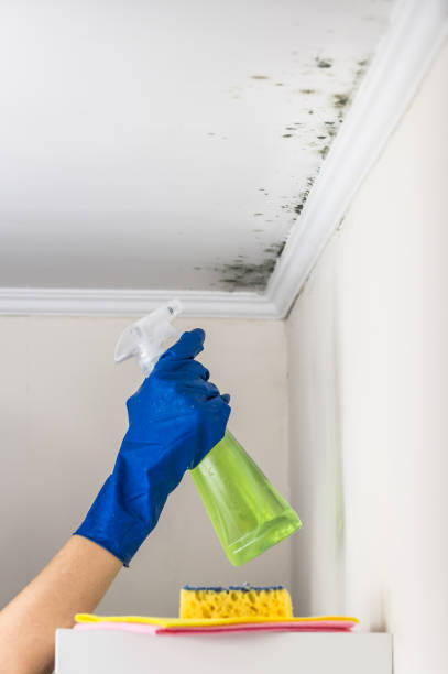 Best Commercial Mold Remediation in Frankston, TX
